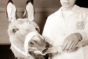 Donkey with pursed lips drinking from a clear vial Donkey with pursed lips drinking from a clear vial