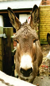 Donkeys at the Elisabeth Svendsen Trust in Sutton Park Donkeys at the Elisabeth Svendsen Trust in Sutton Park
