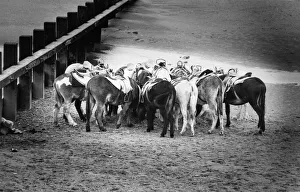 The donkeys on Rhyl beach seen here feeding during a break. July 1978 The donkeys on Rhyl beach seen here feeding during a break. July 1978