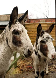 Donkeys at a West Midlands Donkey sanctuary Donkeys at a West Midlands Donkey sanctuary