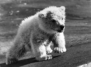 Dougan the polar bear cub. April 1973 P007485 Dougan the polar bear cub. April 1973 P007485