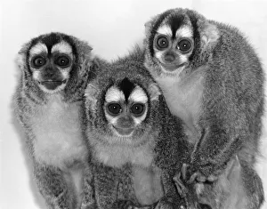 The Douricouli is the only nocturnal monkey in the world The Douricouli is the only nocturnal monkey in the world