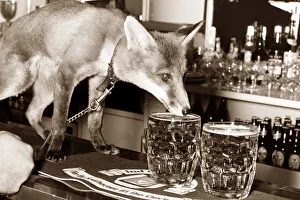 Drinking fox - this fox likes to down a few pints at his local pub! Drinking fox - this fox likes to down a few pints at his local pub!
