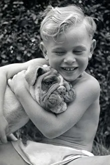 Dromside Destiny Bulldog has won seventeen awards in dog shows Dromside Destiny Bulldog has won seventeen awards in dog shows