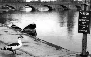 A duck stops to read the sign by the river Avon at Stratford-upon-Avon A duck stops to read the sign by the river Avon at Stratford-upon-Avon