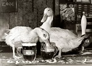 Images Dated 4th October 1984: Ducks drinking pints of beer in their local pub from pint glasses - October 1984