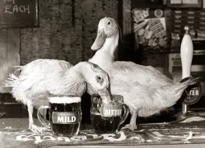 Ducks drinking pints of beer in their local pub from pint glasses - October 1984 Ducks drinking pints of beer in their local pub from pint glasses - October 1984