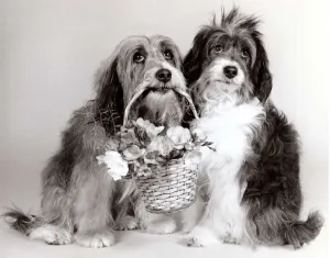 Duffy & Pippin - Dog Actors - April 1987 with a basket of flowers A©mirrorpix Duffy & Pippin - Dog Actors - April 1987 with a basket of flowers A©mirrorpix