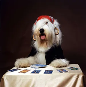 Duke the Dulux Paint Dog Gypsy reading Tarot Cards Wearing Bandana Duke the Dulux Paint Dog Gypsy reading Tarot Cards Wearing Bandana