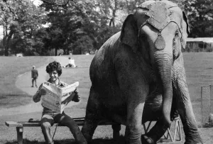 Dum-Dum the elephant has decided to take a well earned rest from the circus hurly-burly Dum-Dum the elephant has decided to take a well earned rest from the circus hurly-burly