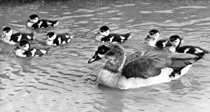 An Egyption Goose with her goslings having their first dip in the water An Egyption Goose with her goslings having their first dip in the water