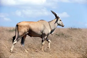 Eland, Nairobi Game Park in Kenya February 1971 Eland, Nairobi Game Park in Kenya February 1971