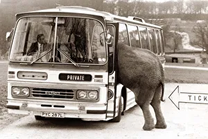 An elephant attempts to baord a bus / coach An elephant attempts to baord a bus / coach