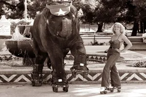 Elephant on rollerskates with a woman standing with her hands on her hips Elephant on rollerskates with a woman standing with her hands on her hips