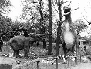 Images Dated 1st September 1974: The elephant shoots out her trunk and trumpets a challenge which is a pretty brave thing