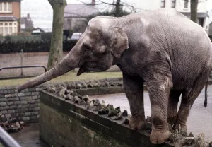 An elephant stands on the wall at Bellue Vue Zoo in Belfast January 1971 An elephant stands on the wall at Bellue Vue Zoo in Belfast January 1971
