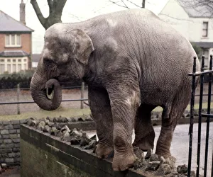 An elephant stands on the wall at Bellue Vue Zoo in Belfast January 1971 An elephant stands on the wall at Bellue Vue Zoo in Belfast January 1971