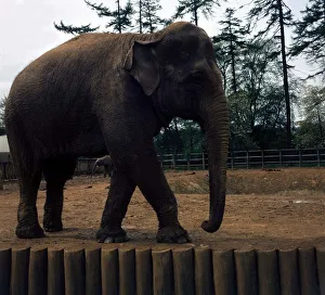 An elephant on a walkabout at Whipsnade Zoo May 1974 An elephant on a walkabout at Whipsnade Zoo May 1974