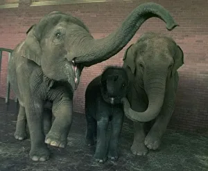 The elephants at Twycross Zoo meet their newest resident. 1998 The elephants at Twycross Zoo meet their newest resident. 1998