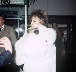 Elizabeth Taylor actress at Heathrow Airport with Pekingese Puppy March 1985 Elizabeth Taylor actress at Heathrow Airport with Pekingese Puppy March 1985