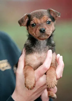 Ellie puppy abandoned at 7 weeks old 1998 Ellie is now being looked after by RSPCA Ellie puppy abandoned at 7 weeks old 1998 Ellie is now being looked after by RSPCA