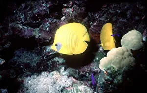 Emperor fangel fish in the Red Sea circa 1988 Emperor fangel fish in the Red Sea circa 1988