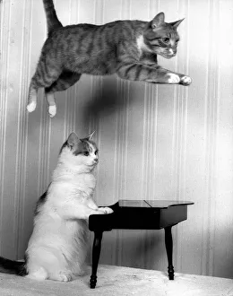 Entertaiment Animals CatsAugust 1987 Ginger Tom Oliver is well known for his leaps Entertaiment Animals CatsAugust 1987 Ginger Tom Oliver is well known for his leaps