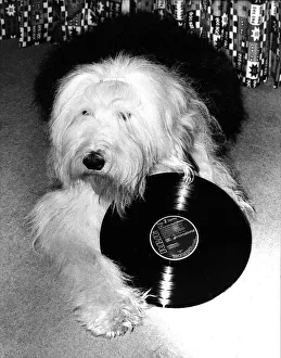 Entertainment Animal dog February 1987 Dog holding a vinyl record Entertainment Animal dog February 1987 Dog holding a vinyl record