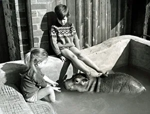 Esme the hippo - the first hand-reared hippopotamus in Britain - plays with the Cawley Esme the hippo - the first hand-reared hippopotamus in Britain - plays with the Cawley
