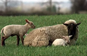 A Ewe watches protecively over her new born lambs in the village of Sutton Maddock near A Ewe watches protecively over her new born lambs in the village of Sutton Maddock near