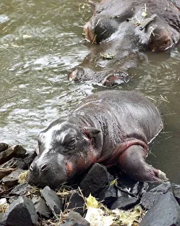 The exhausted baby hippo with mother in backgrounds at the West Midland Safari Park The exhausted baby hippo with mother in backgrounds at the West Midland Safari Park