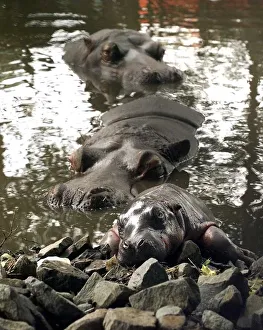 The exhausted baby hippo and mother and father at the West Midland Safari Park, Bewdley The exhausted baby hippo and mother and father at the West Midland Safari Park, Bewdley