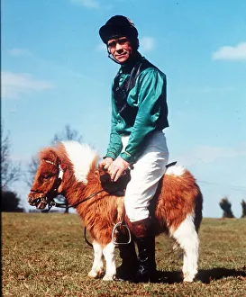 A Falabella horse tries on a jockey for size. Because of their size A Falabella horse tries on a jockey for size. Because of their size