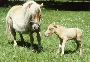 Falabella miniature horse Sandstorm with her one hour old foal Angelica at Kilverstone Falabella miniature horse Sandstorm with her one hour old foal Angelica at Kilverstone