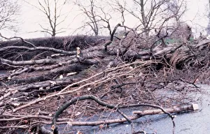 Fallen trees as a result of storm damage in Scotland February 1990 Fallen trees as a result of storm damage in Scotland February 1990