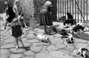 The Famous cats which live at The Colosseum in Rome Italy The Famous cats which live at The Colosseum in Rome Italy