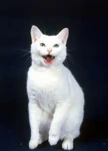 Famous television commercial cat Arthur laughing January 1987 Famous television commercial cat Arthur laughing January 1987