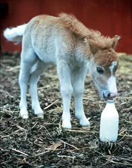 Images Dated 1st June 1986: Fanfare the world smallest horse only 14 inches high and weighs 20lbs
