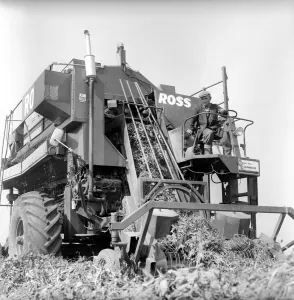 Farming: Ross Pea picking machine. 1964 A1201-005 Farming: Ross Pea picking machine. 1964 A1201-005