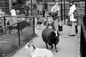 The farmyard section at Crystal Palace childrenOs Zoo. May 1975 The farmyard section at Crystal Palace childrenOs Zoo. May 1975