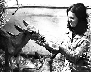 Feeding time is fun at Pets Corner at Lambton Pleasure Park in April 1974 Feeding time is fun at Pets Corner at Lambton Pleasure Park in April 1974