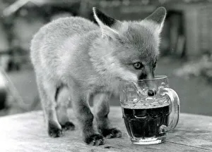 Fergie the orphan Fox drinking a pint of beer at the Red Lion pub in Little Missengden in Fergie the orphan Fox drinking a pint of beer at the Red Lion pub in Little Missengden in