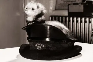A ferret sitting in the hat of an RSPCA officer circa 1980 A ferret sitting in the hat of an RSPCA officer circa 1980
