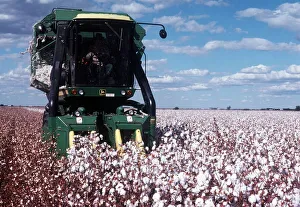 Field of cotton being harvested in New South Wales in Australia Field of cotton being harvested in New South Wales in Australia