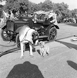 Filming of Genevieve Dogs that star alongside the Veteran Humber Car in the Film Filming of Genevieve Dogs that star alongside the Veteran Humber Car in the Film