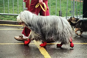 The first day of Crufts, held at the NEC. 9th January 1991 The first day of Crufts, held at the NEC. 9th January 1991