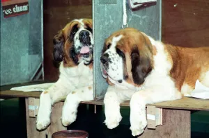 The first day of Crufts, held at the NEC. 9th January 1991 The first day of Crufts, held at the NEC. 9th January 1991