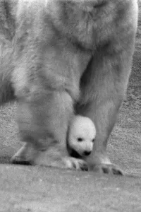 For the first time, Paddiwack the polar bear cub born to Sam For the first time, Paddiwack the polar bear cub born to Sam
