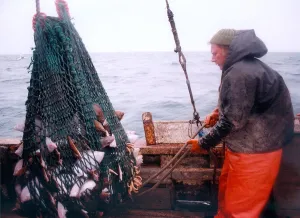 A fisherman brings in his net with a fair sized catch in 1996 A fisherman brings in his net with a fair sized catch in 1996
