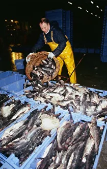 Fishing Industry fisherman wearing yellow overalls April 1989 emptying basket of fish Fishing Industry fisherman wearing yellow overalls April 1989 emptying basket of fish